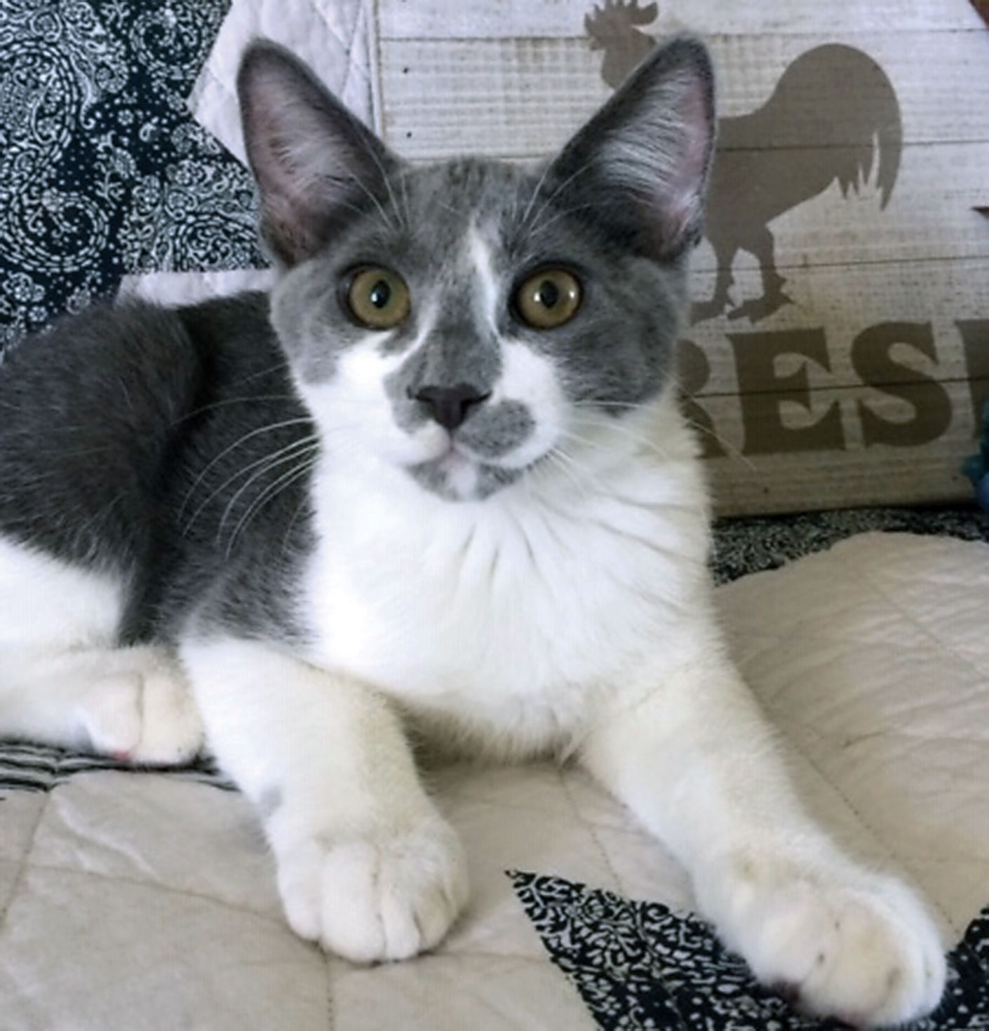 Berli at Animal Rescue of Tracy